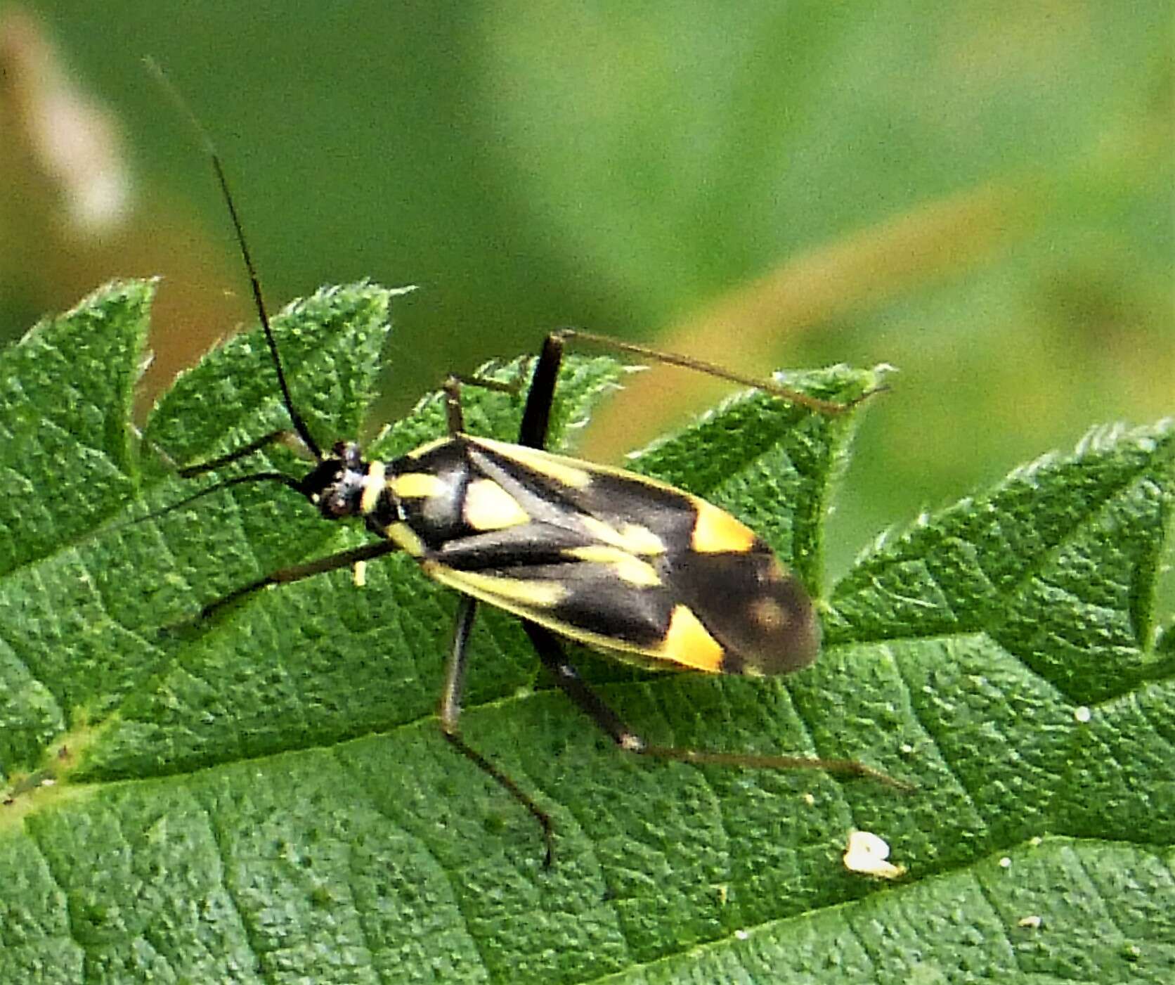 Image of Grypocoris stysi (Wagner 1968)