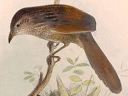 Image of Long-billed Bristlebird