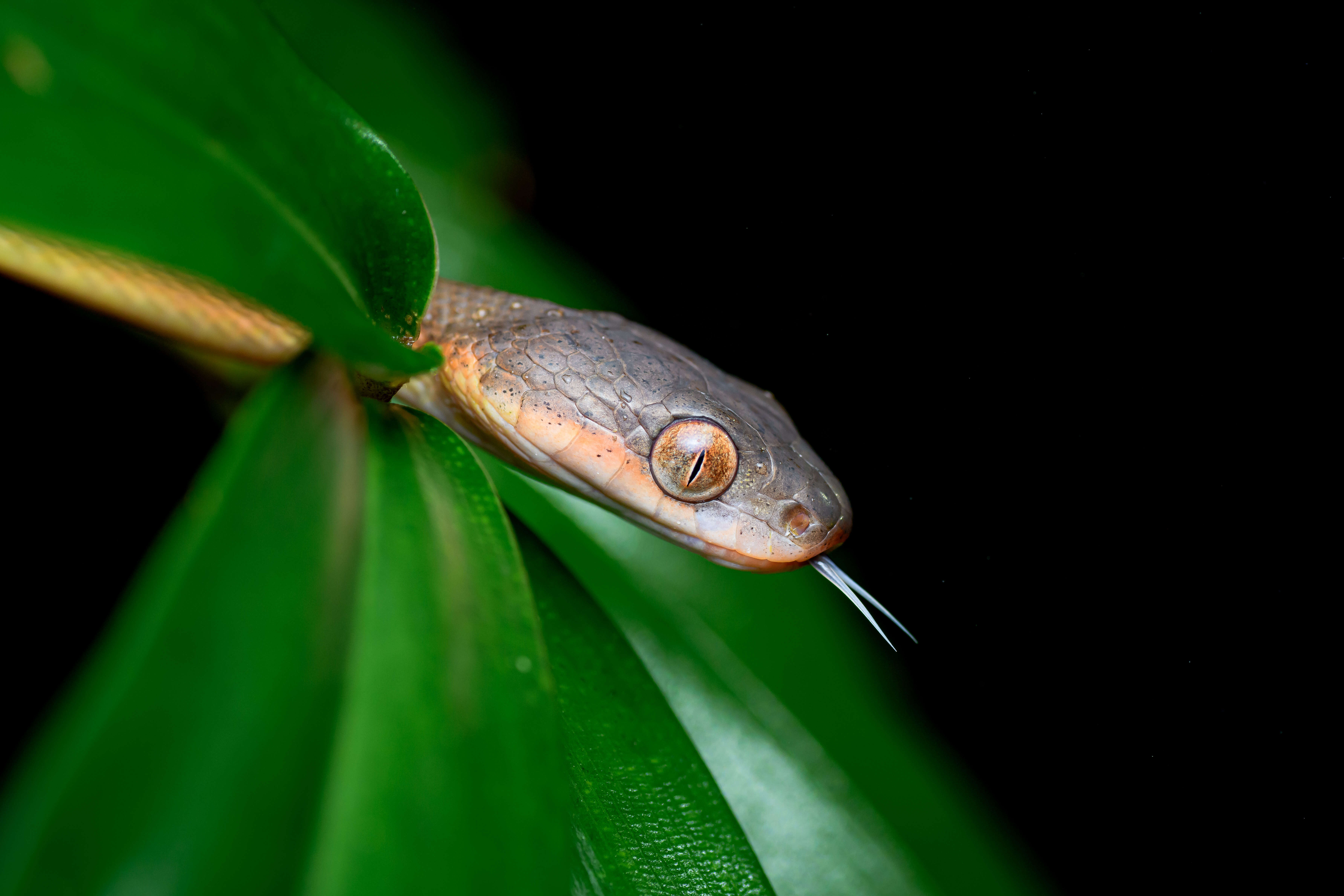 Image of Black-headed Cat Snake