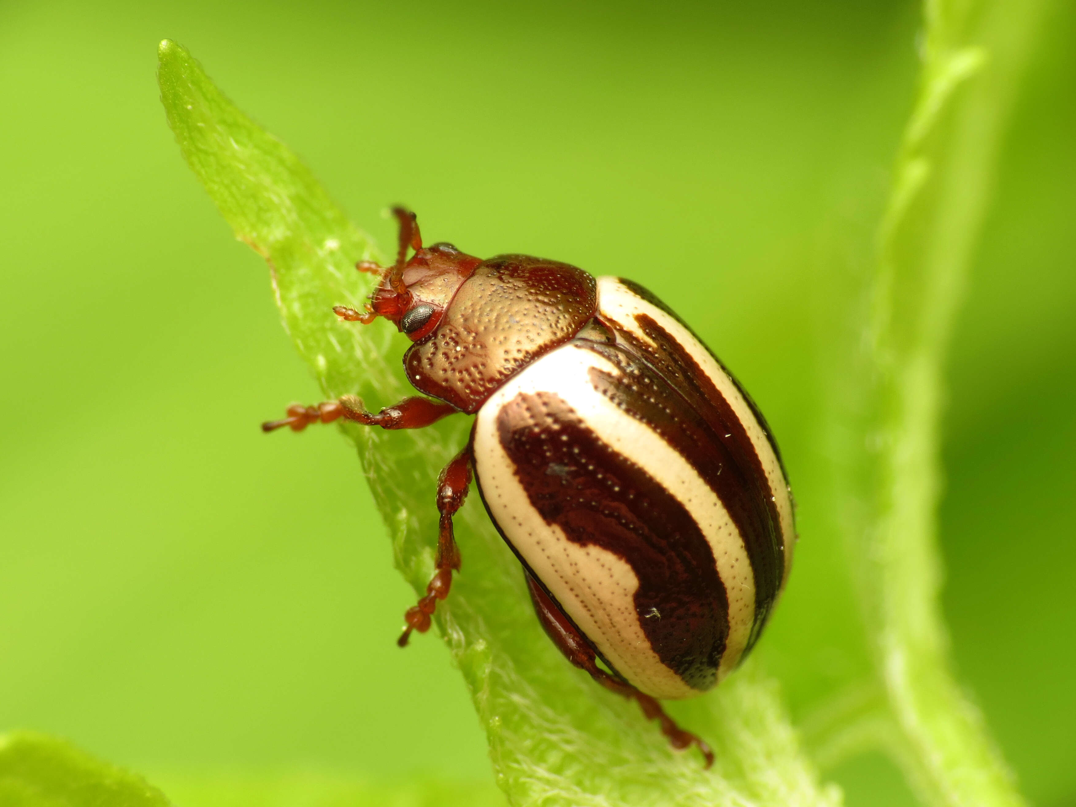 Image of Calligrapha (Bidensomela) bidenticola Brown 1945