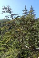 Image of Cyprus Cedar