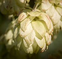 Image of common hop