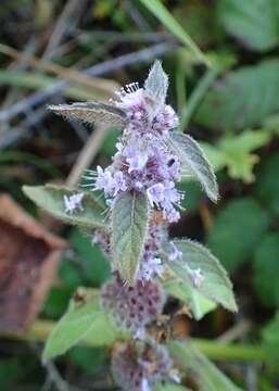 Image of Mentha canadensis L.