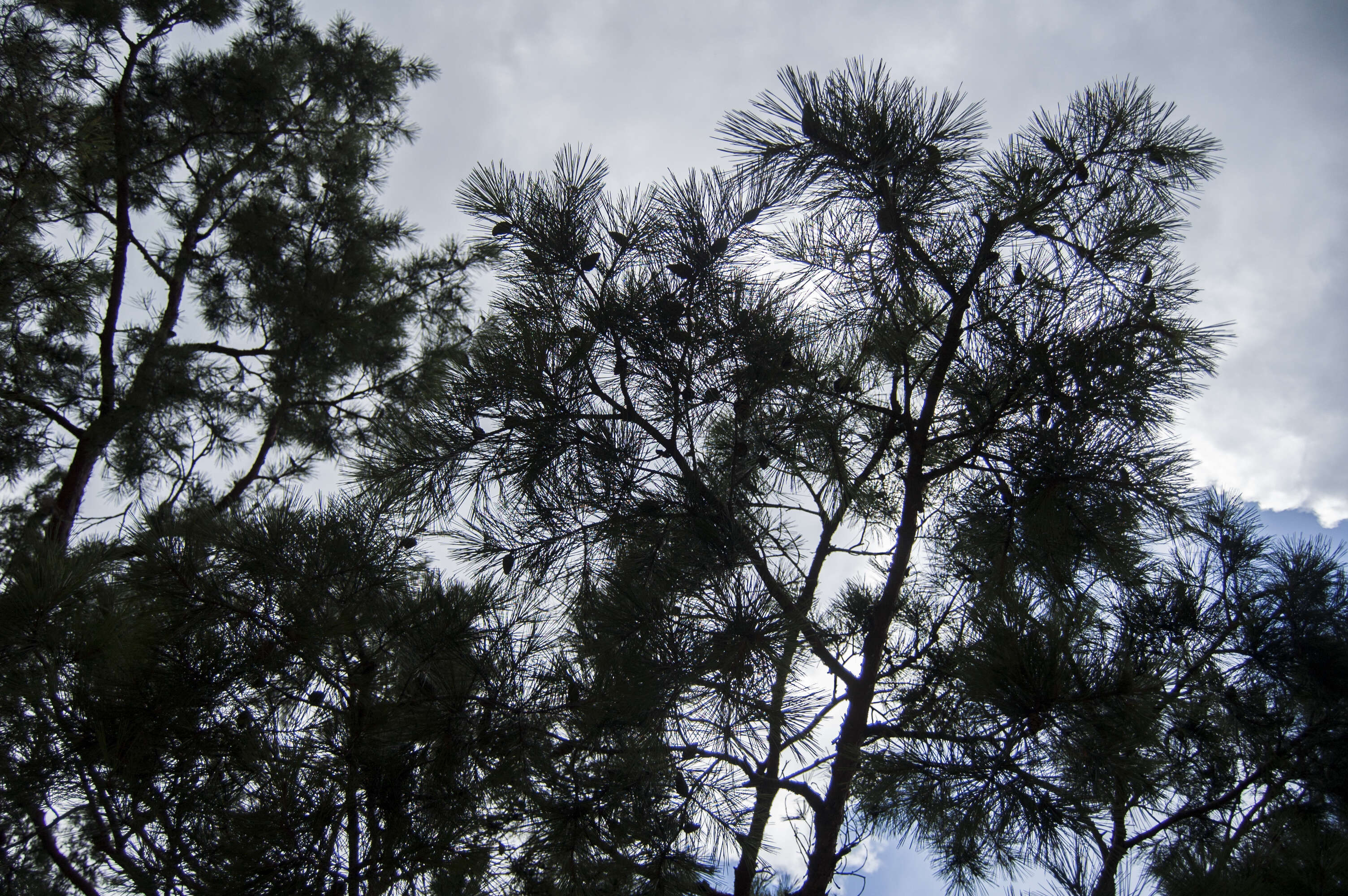 Image of Japanese Red Pine