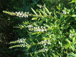 Image of yellow loosestrife