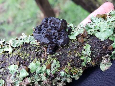 Image of Black Witches' Butter