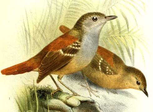 Image of Rufous-tailed Antwren