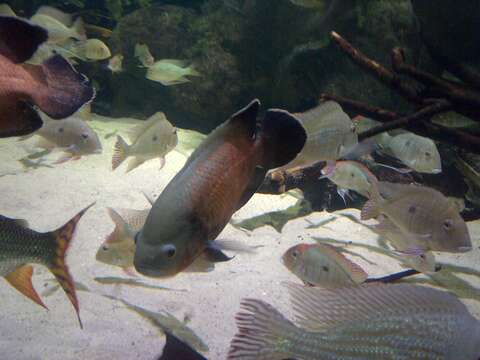 Image of Eartheater cichlid