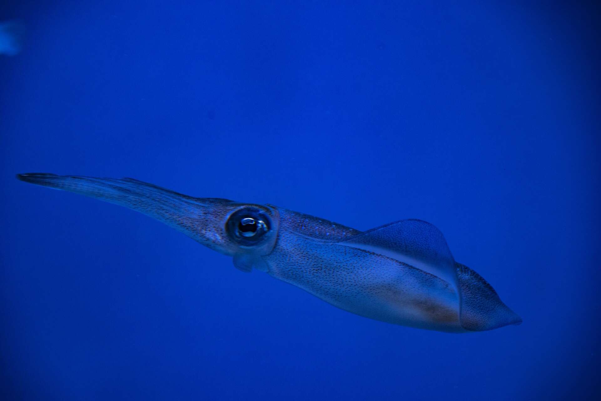 Image of cephalopods