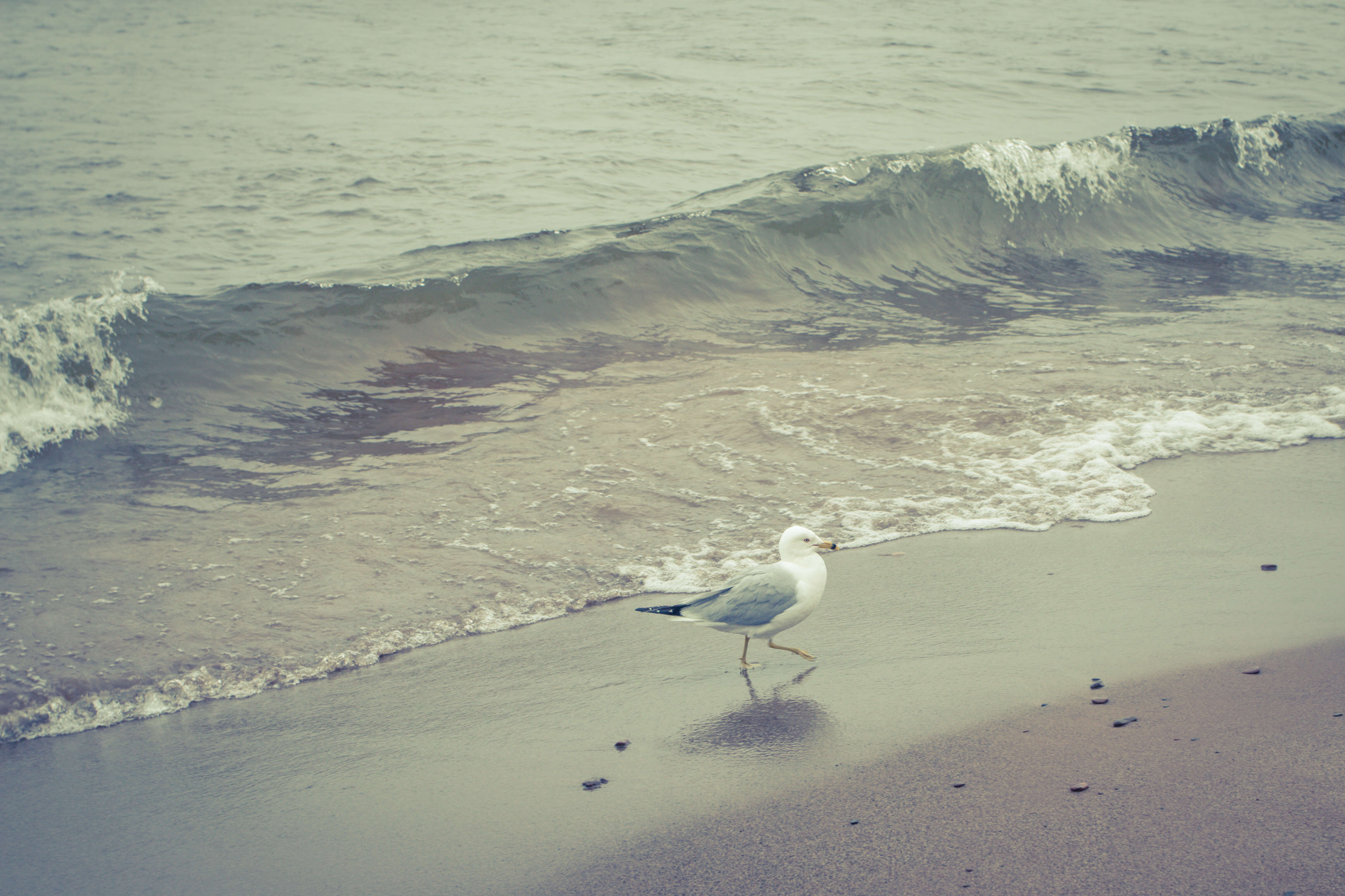 Image of Ring-billed Gull