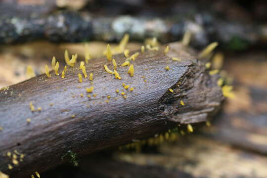 Imagem de Calocera cornea (Batsch) Fr. 1827