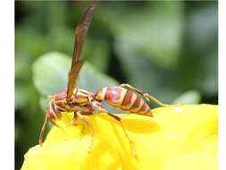 Plancia ëd Polistes exclamans Viereck 1906