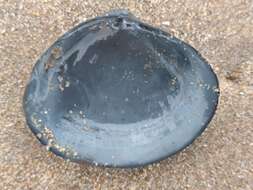 Image of rayed trough clam