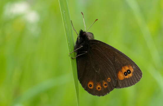 Image of woodland ringlet