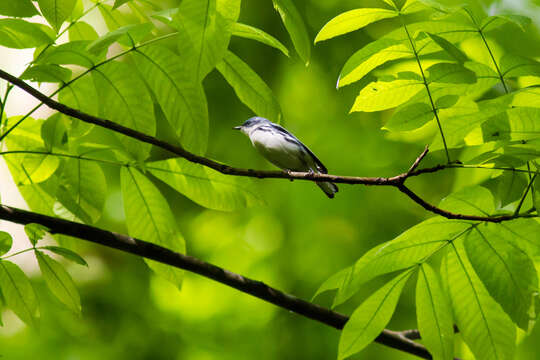 Image of Cerulean Warbler