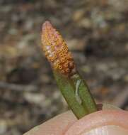 Image de Puccinia mariae-wilsoniae Clinton 1873