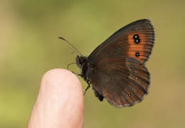 Image of scotch argus