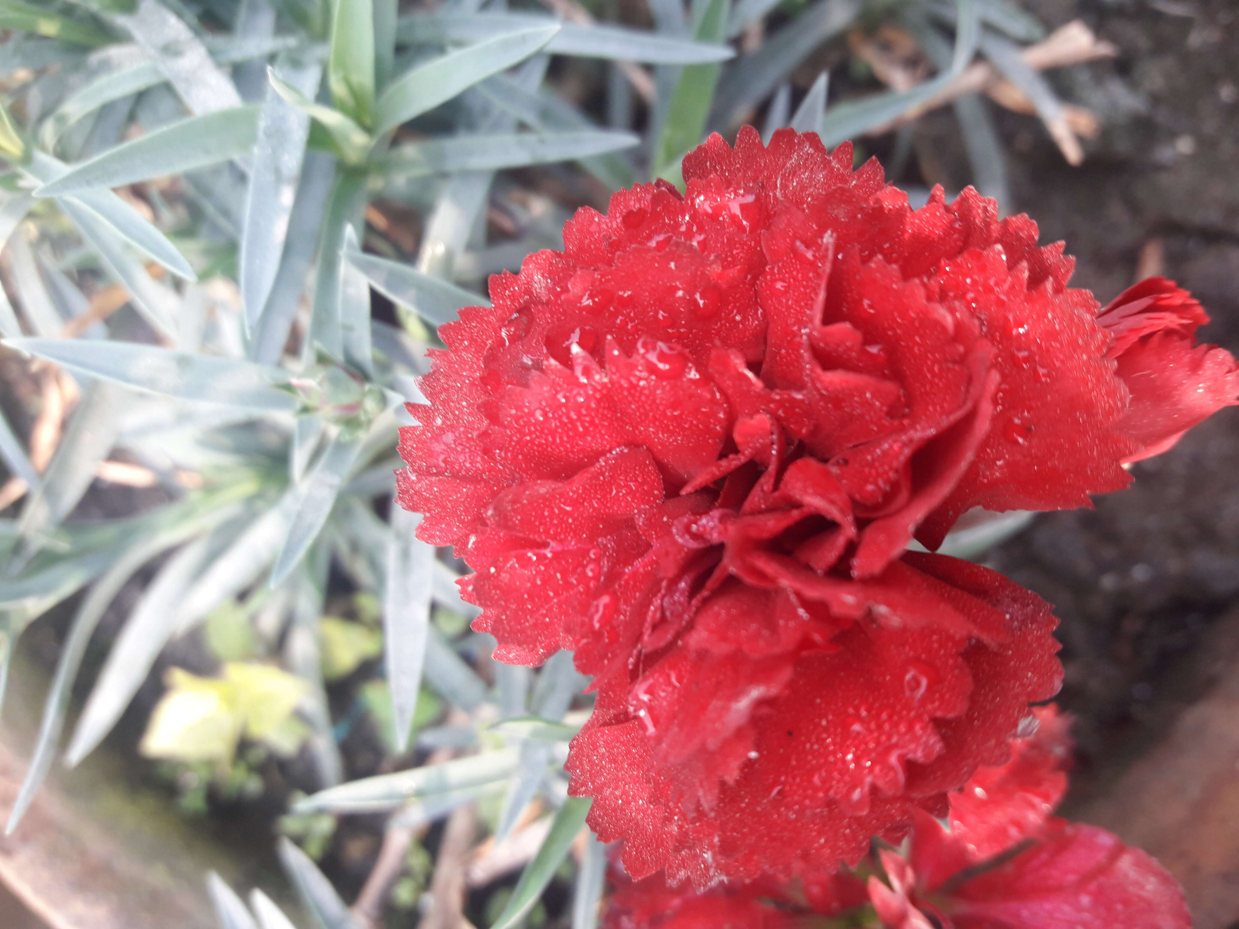 Image of carnation