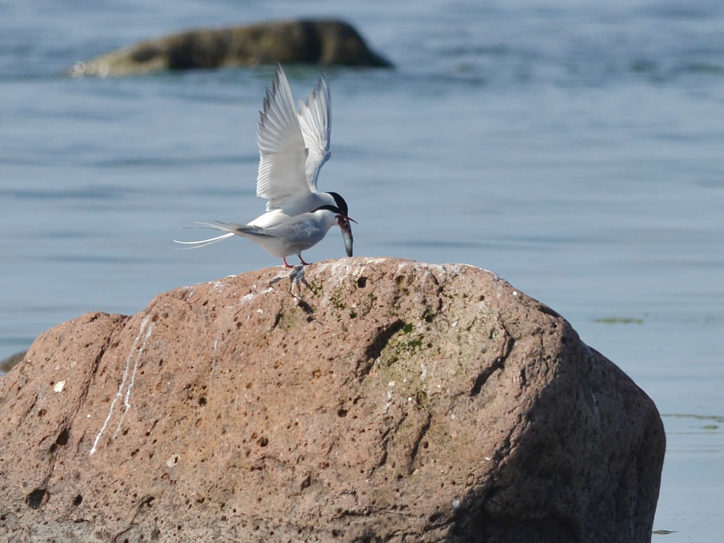 Image of Arctic Tern