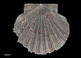 Image of New Zealand scallop