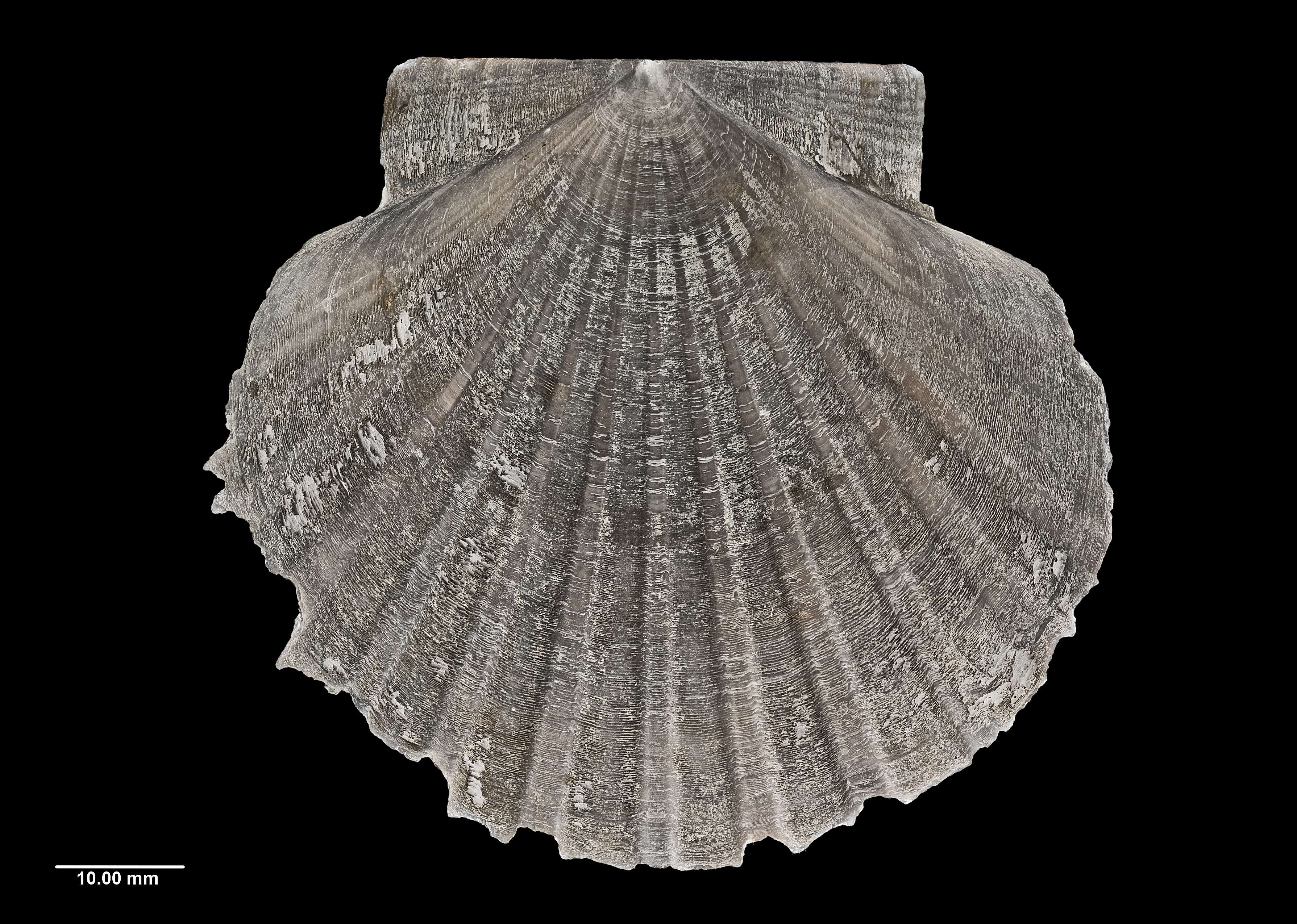 Image of New Zealand scallop