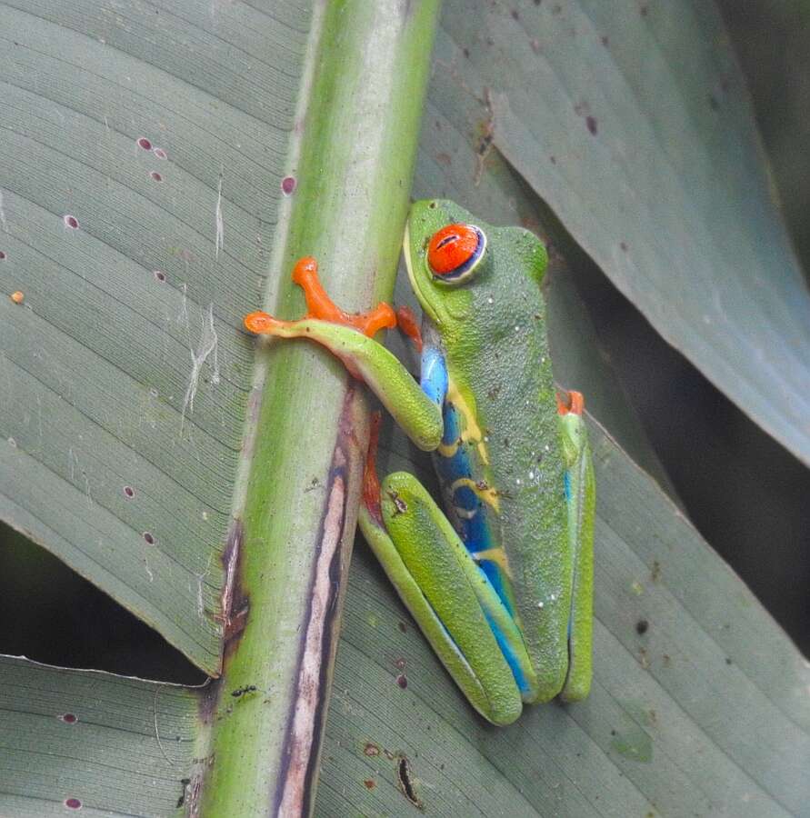 Image of Red-eyed Leaf frog