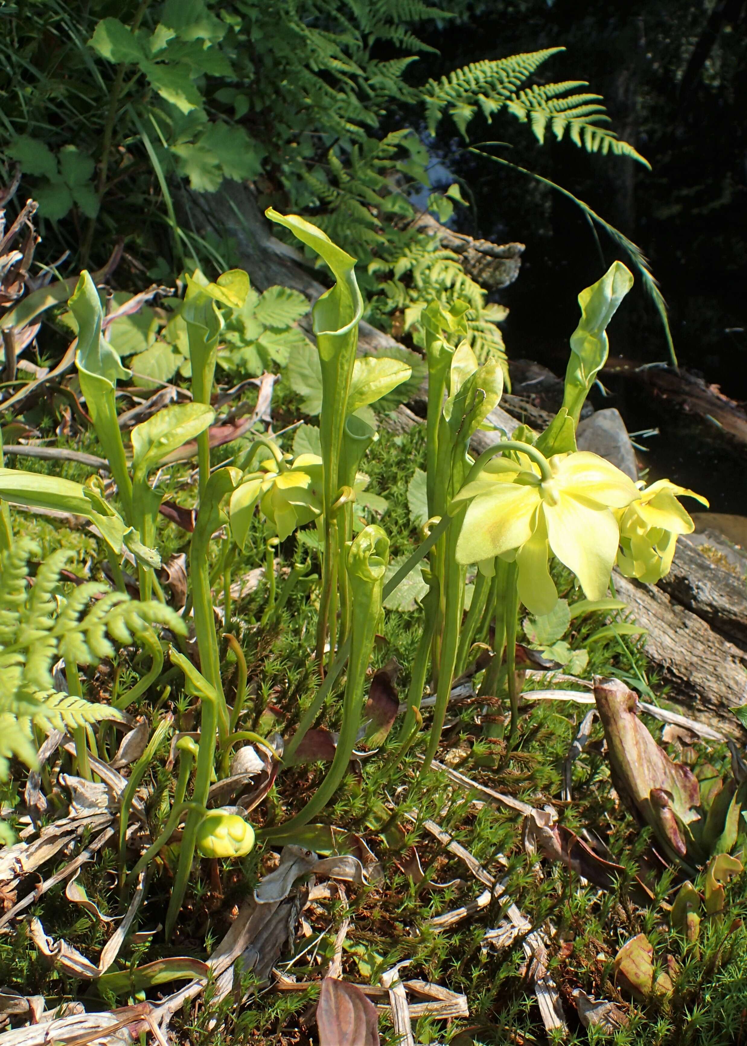 Image of Yellow pitcher plant