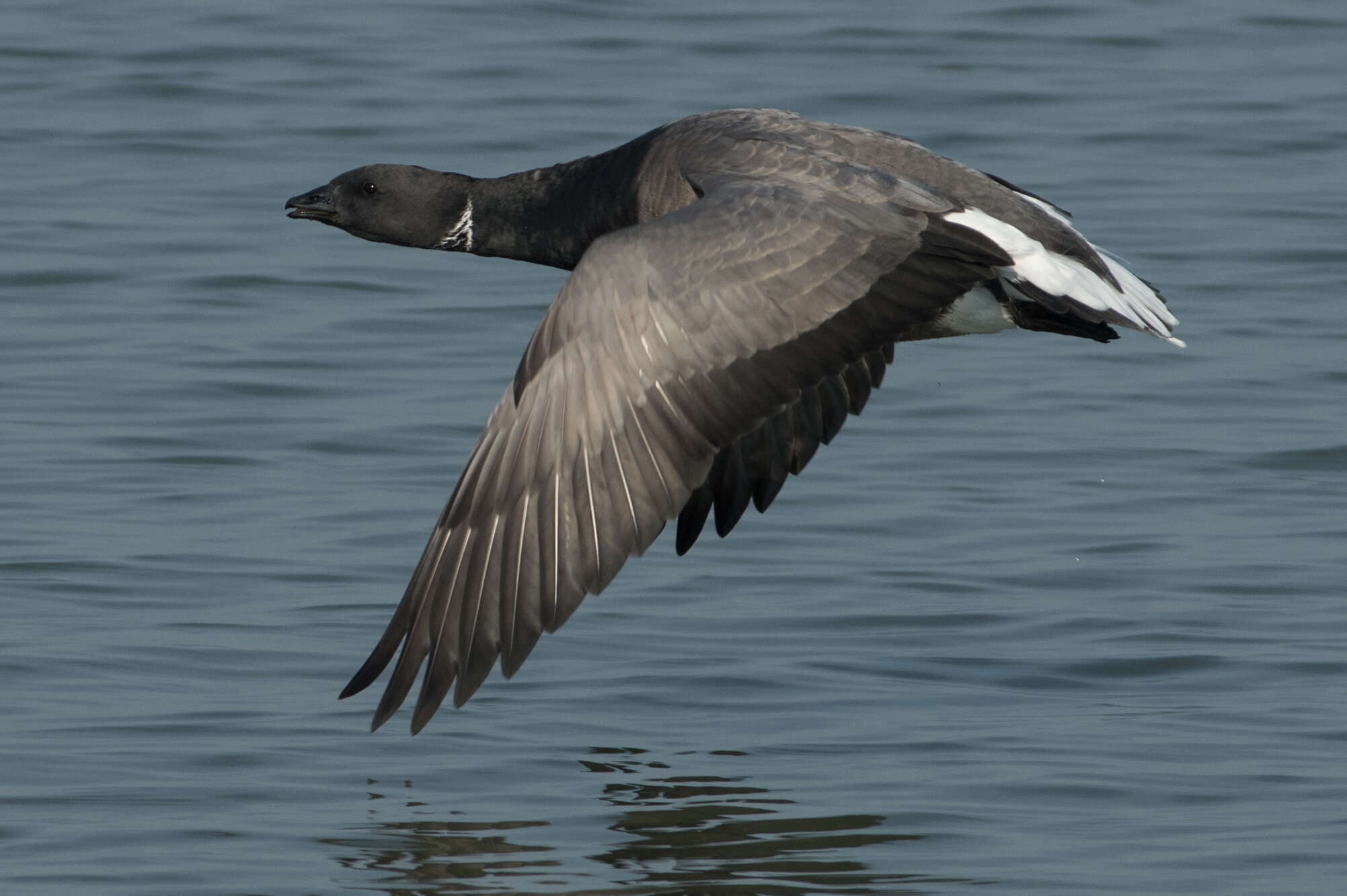 Image of Brant Goose