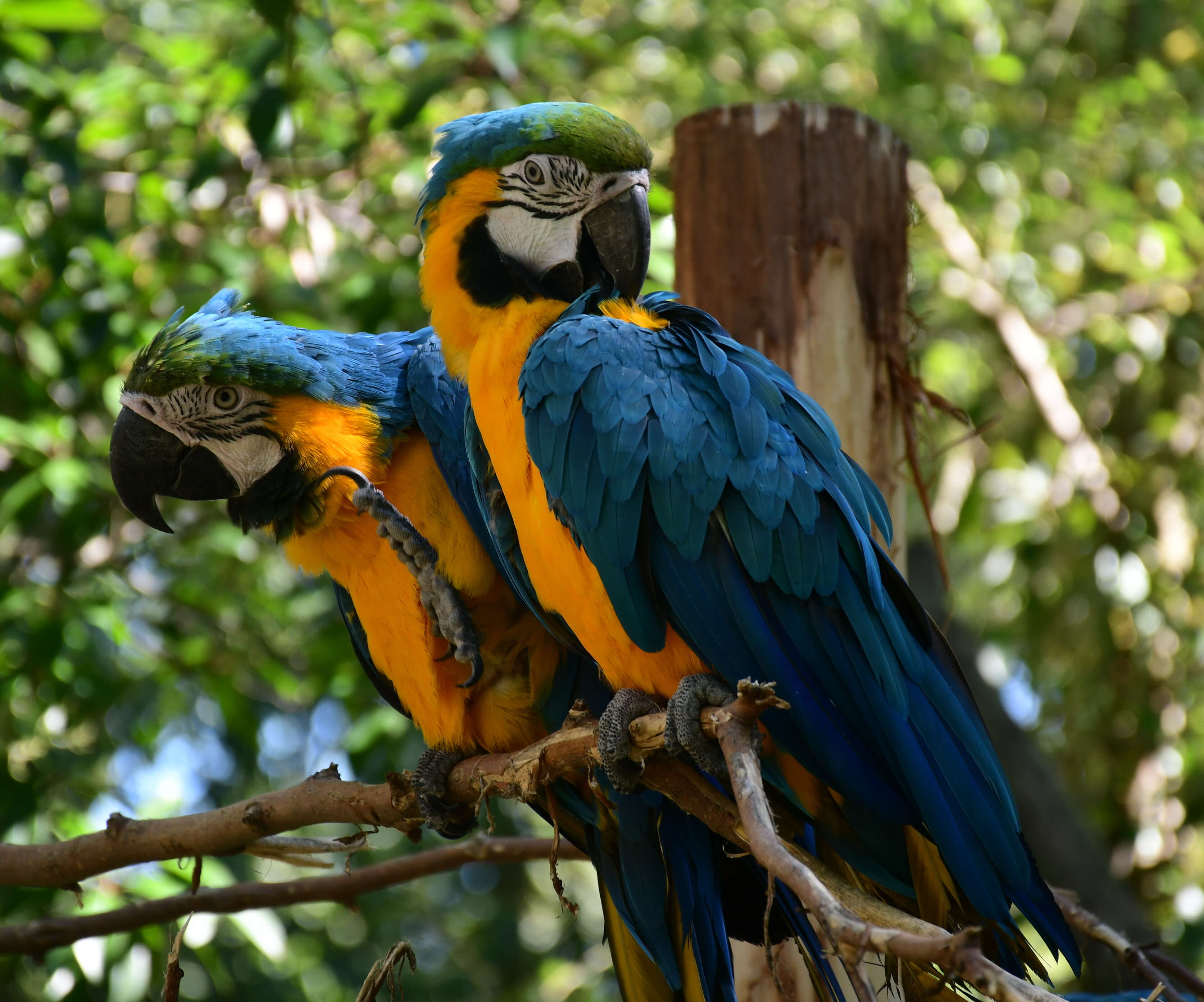 Image of Blue-and-yellow Macaw