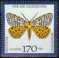 Image de Arichanna melanaria Linnaeus 1758