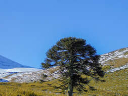 Image of Monkey Puzzle