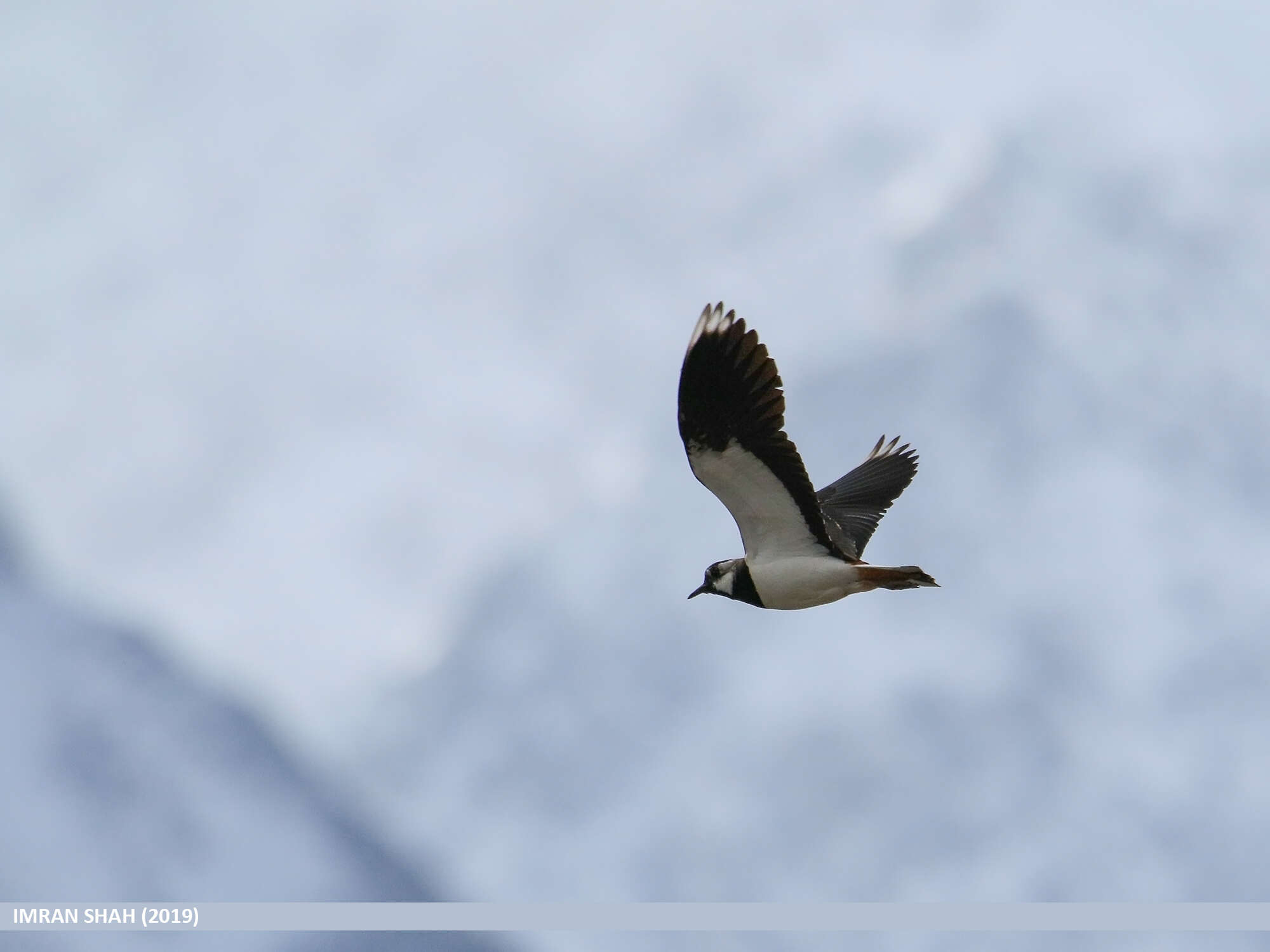 Image of Lapwing