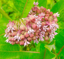 Image of common milkweed