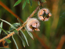 Sivun Leptospermum lanigerum (Ait.) Sm. kuva