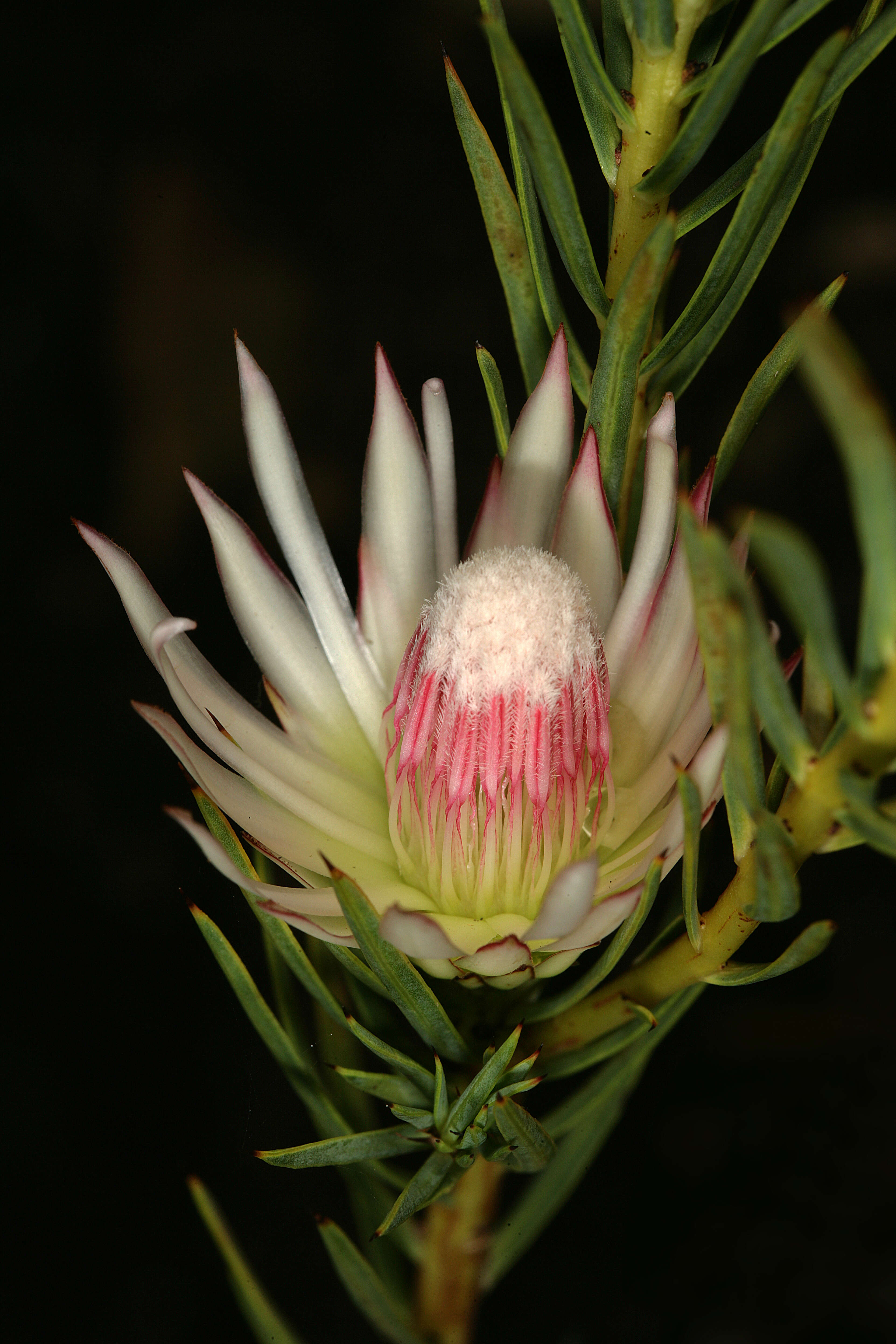 Image de Protea mucronifolia Salisb.