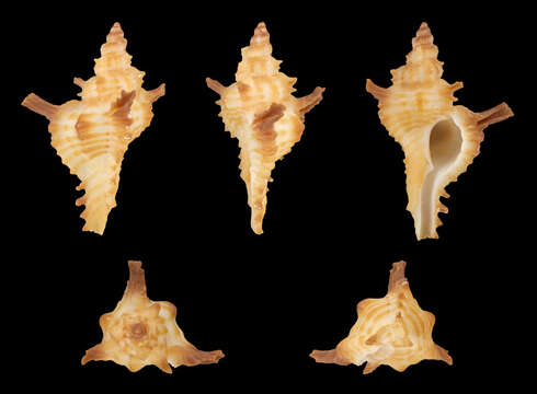 Imagem de Chicoreus strigatus (Reeve 1849)