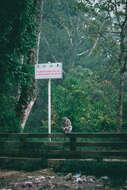 Image of Long-tailed Macaque