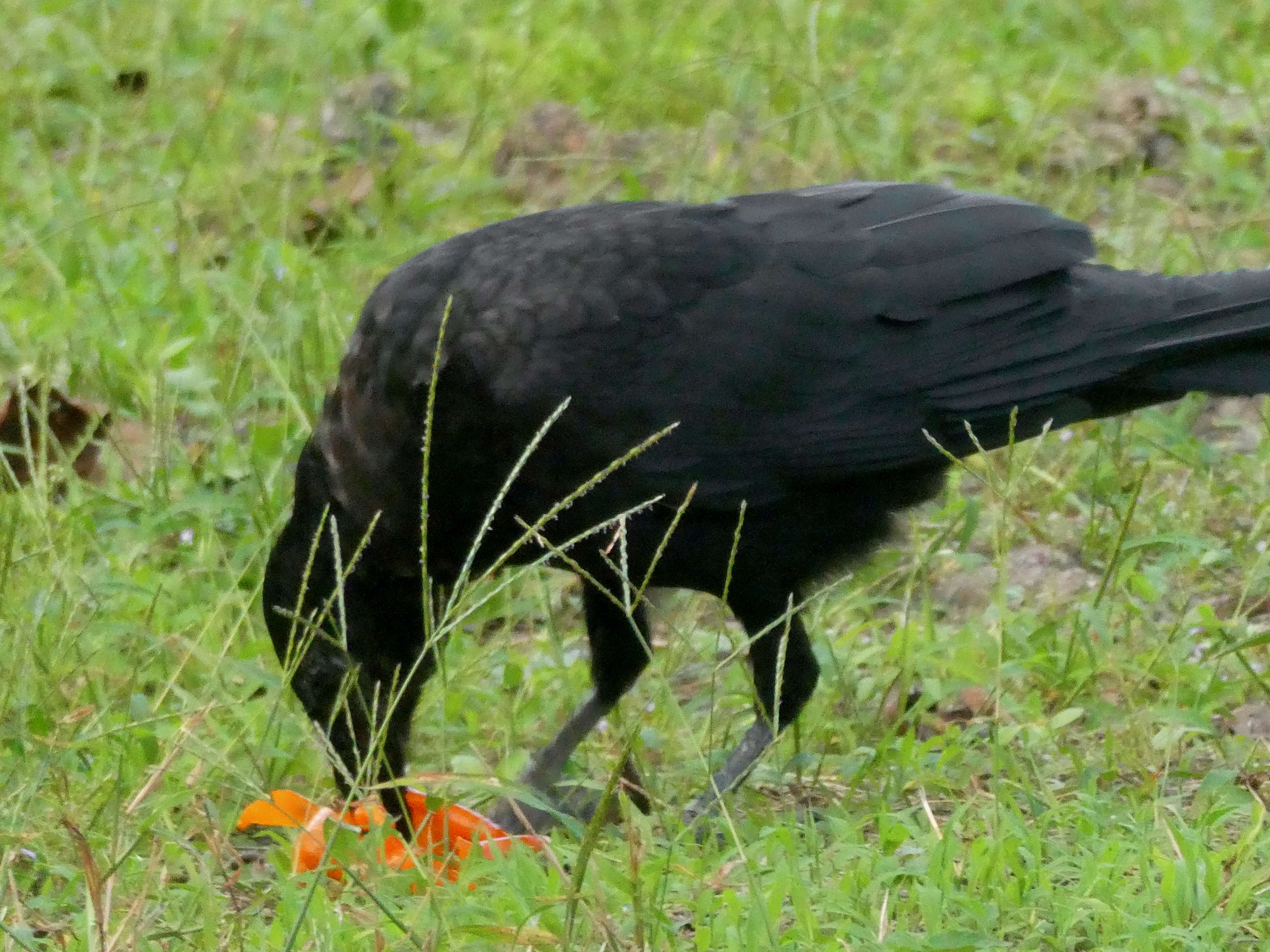 Image of Eastern Carrion Crow