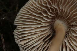 Image of Common Bonnet