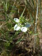 Nigella arvensis L. resmi