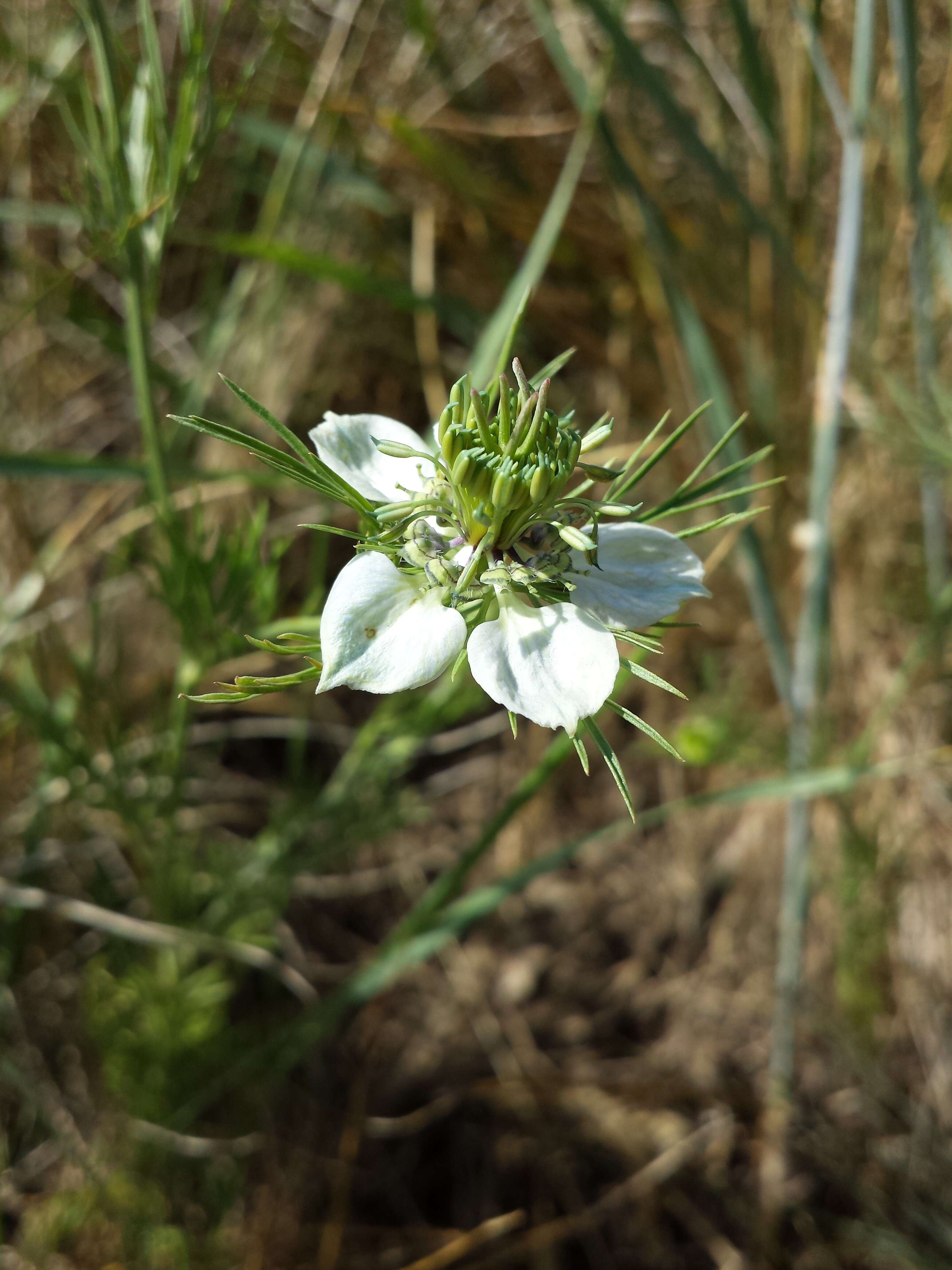 Nigella arvensis L. resmi