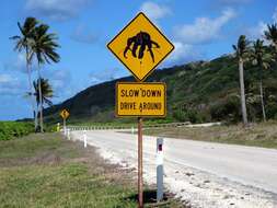 Image of Christmas Island red crab