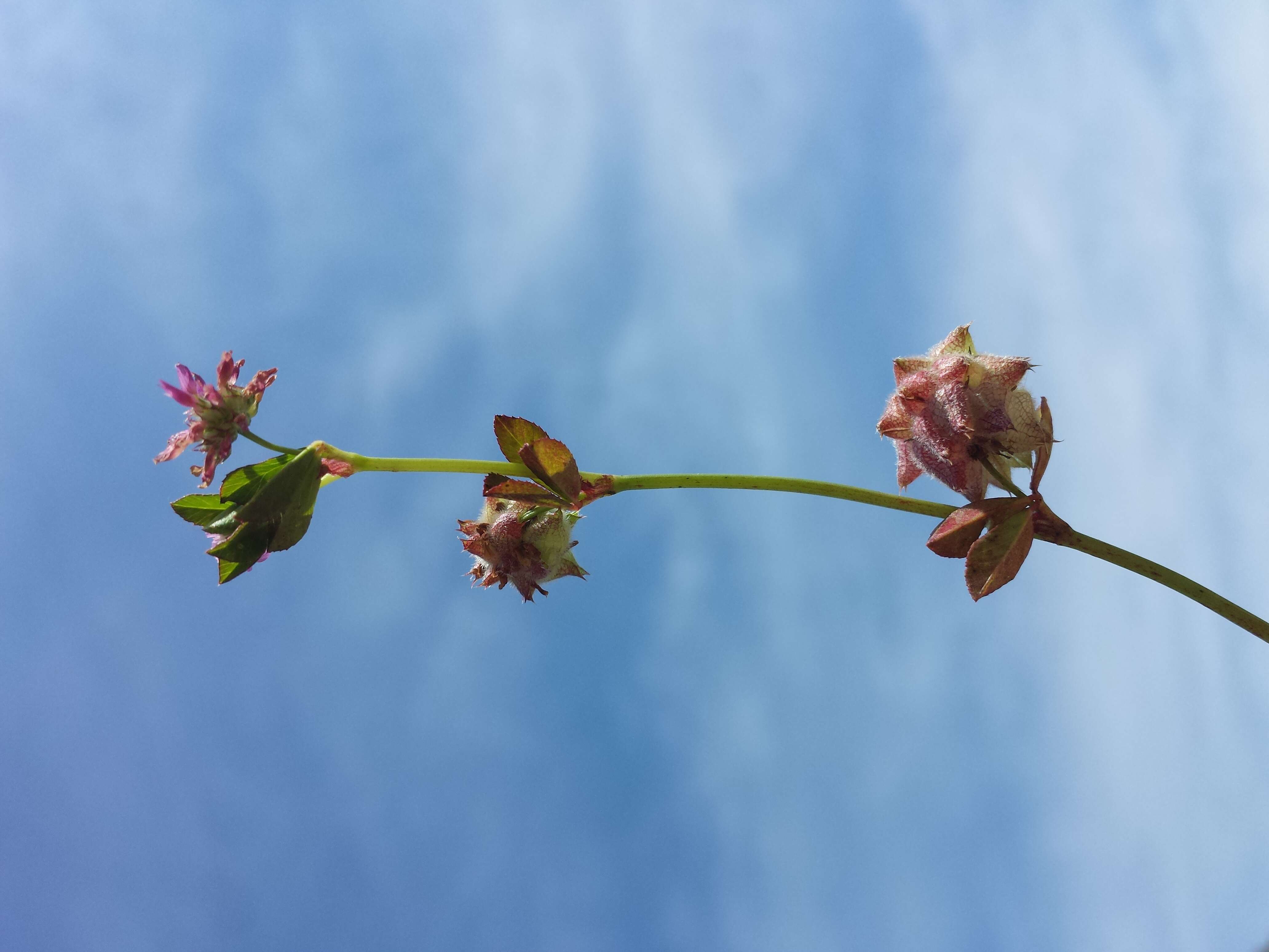 Image of reversed clover