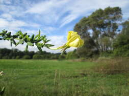 Image of common evening primrose