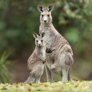 Image of kangaroo