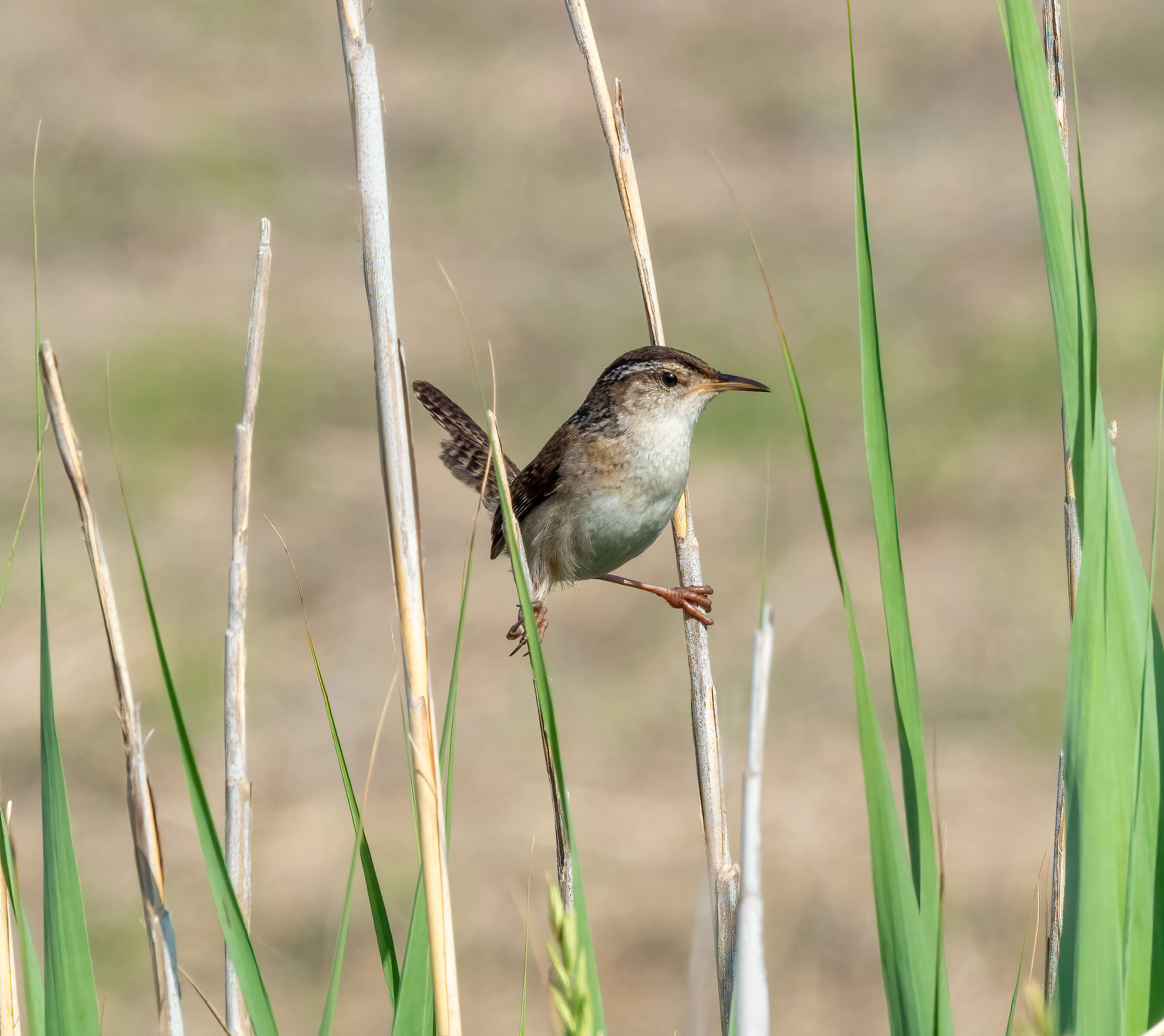 Image of Marsh Wren