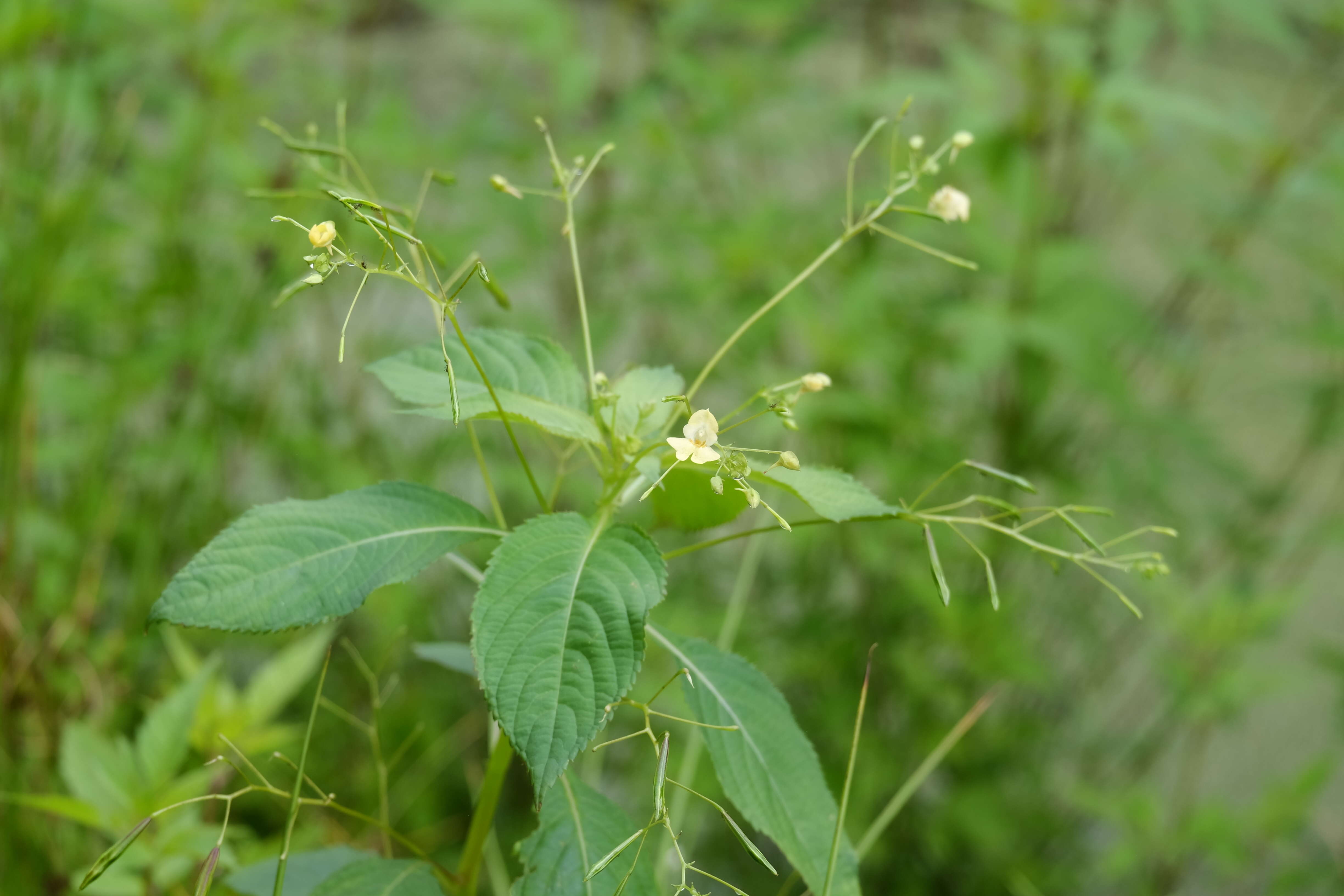 Impatiens parviflora DC. resmi