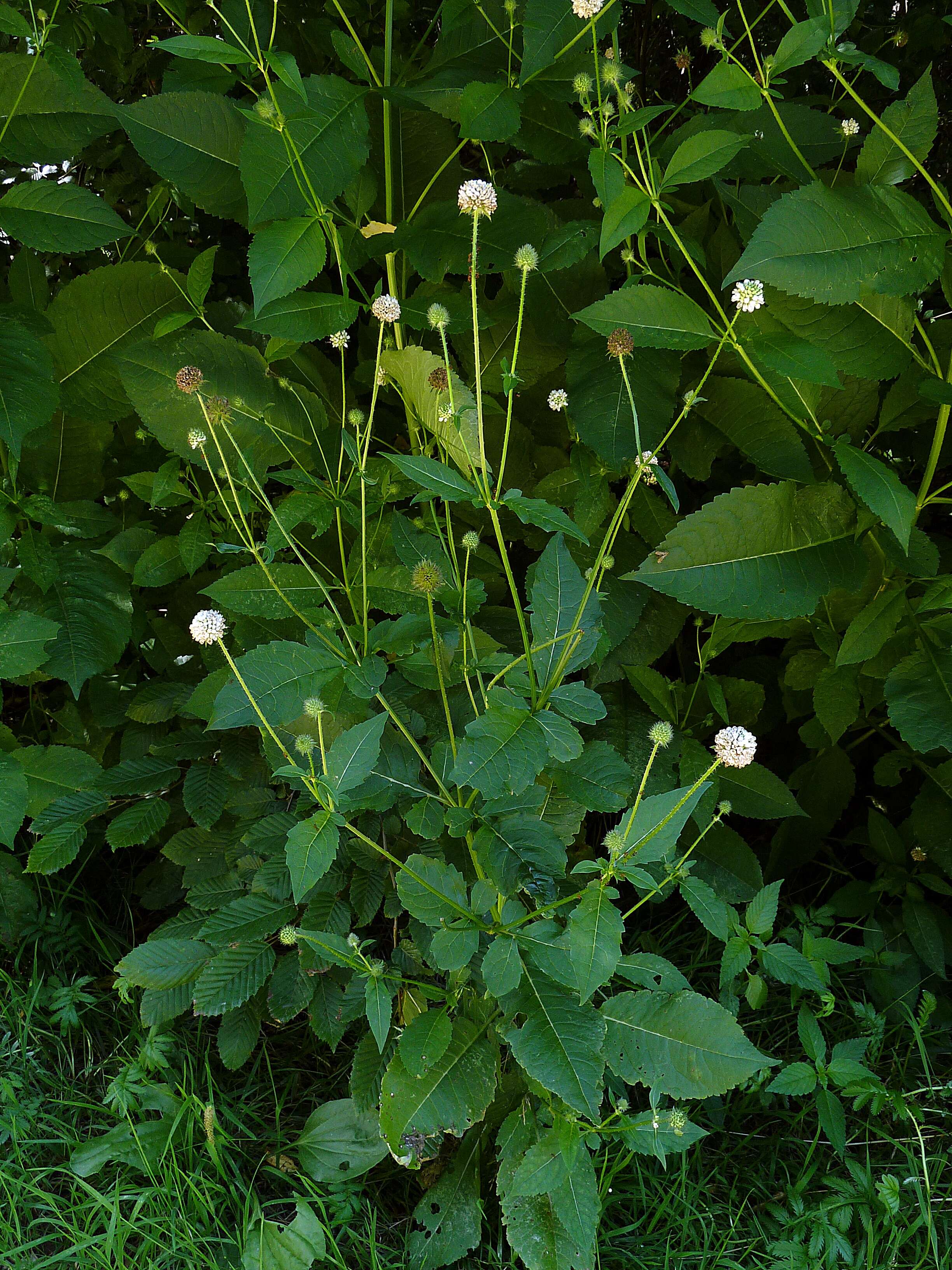 Image of small teasel