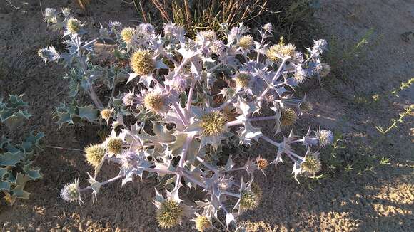 Image of sea-holly