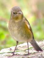 Image of Orange-flanked Bush-Robin